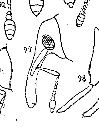 Curculionidae: Pissodes castaneus? Sì, a confronto con P. validirostris